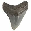 Fossil Megalodon Tooth - South Carolina #47486-1
